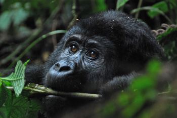 Gorilla tracking